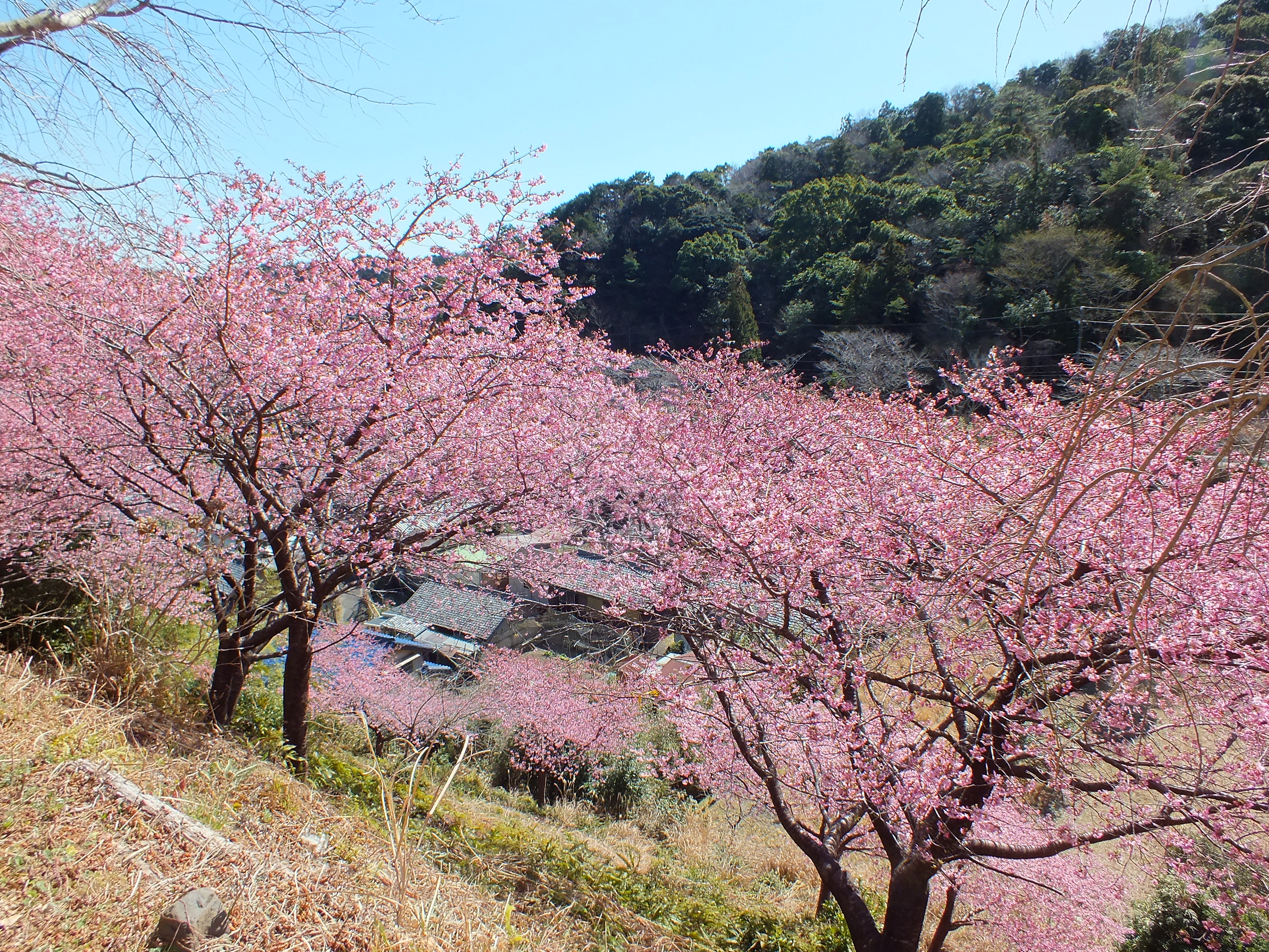 河津桜